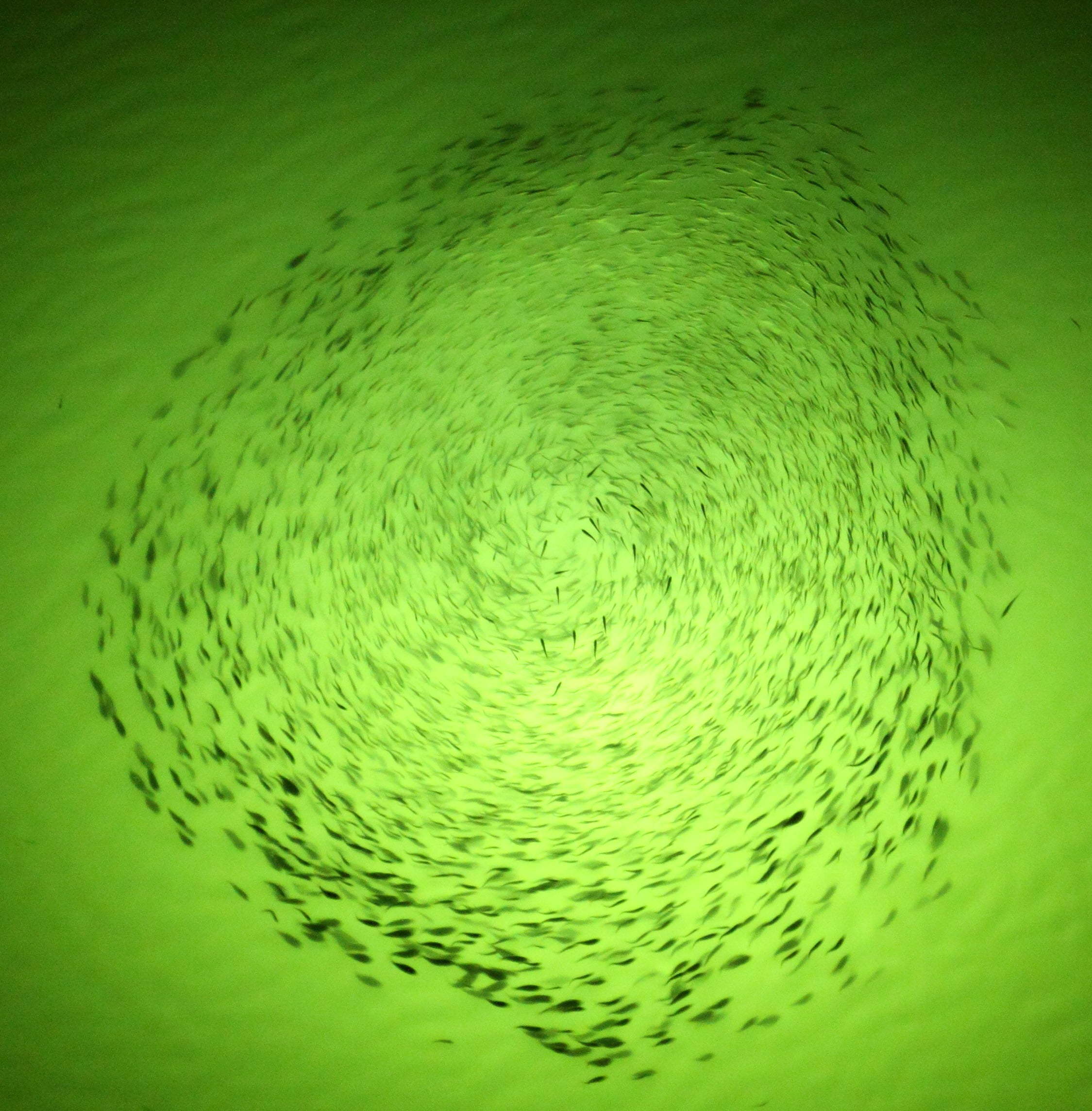 green underwater fishing light